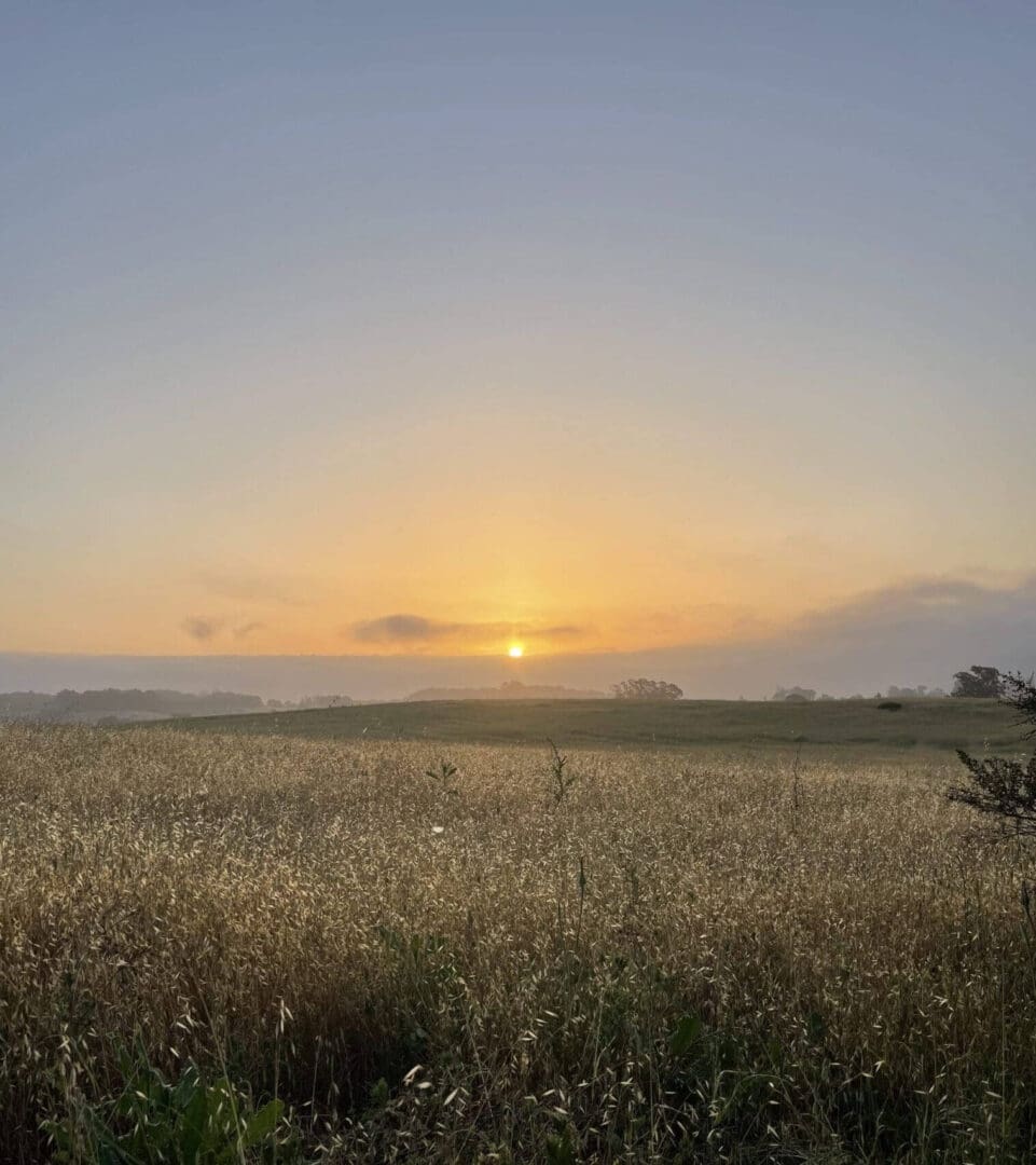 Sunrise over a grassy field landscape.