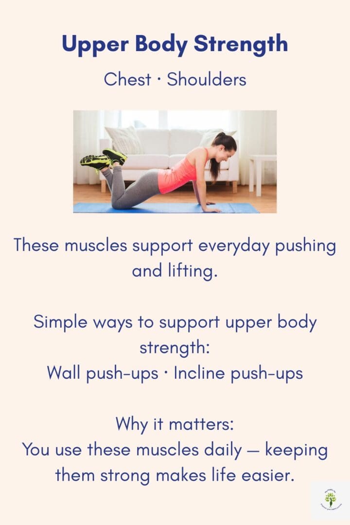 Chest and shoulder strength exercises showing functional upper body movements that support pushing, lifting, and daily activities in midlife.