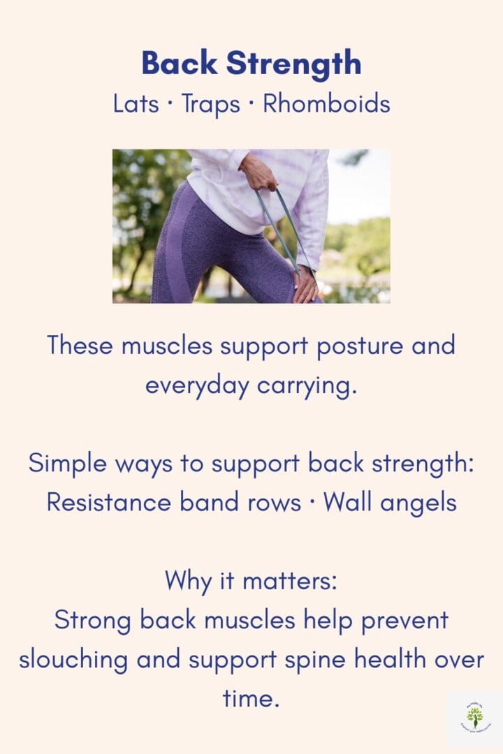 Back strength exercises targeting lats, traps, and upper back muscles to support posture, carrying strength, and long-term spine health.