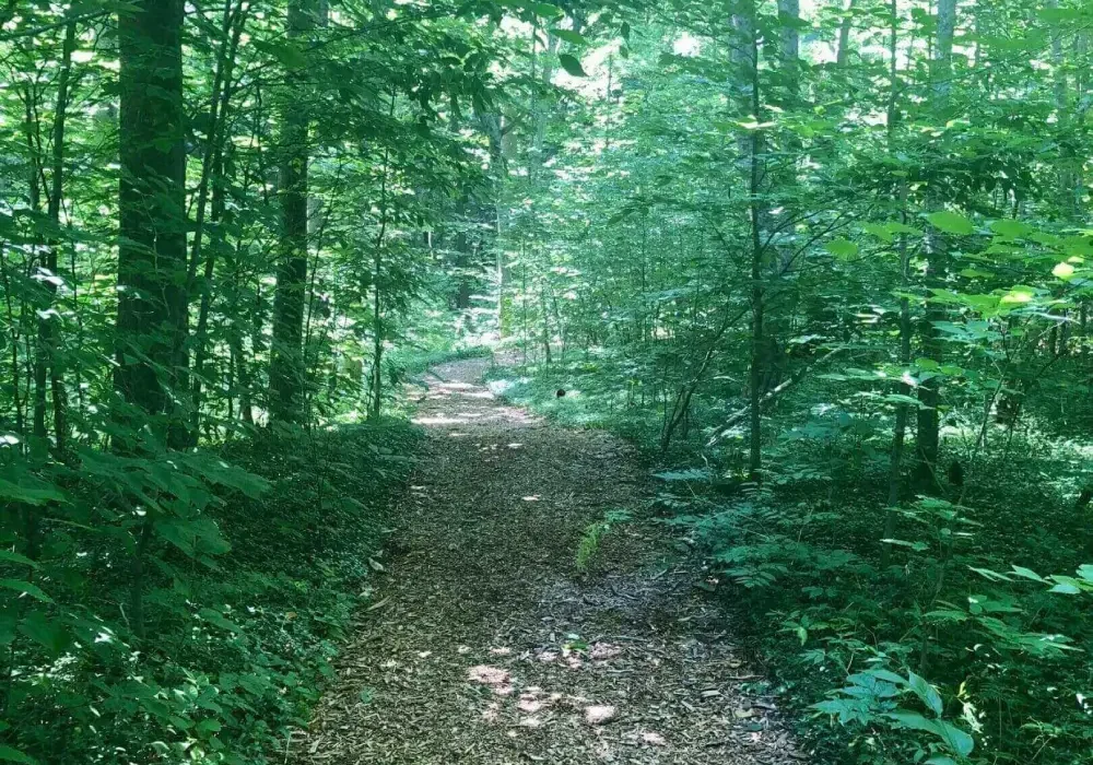 Forest path in early fall—hero image for a blog on reframing the midlife ‘crisis’ as renewal.