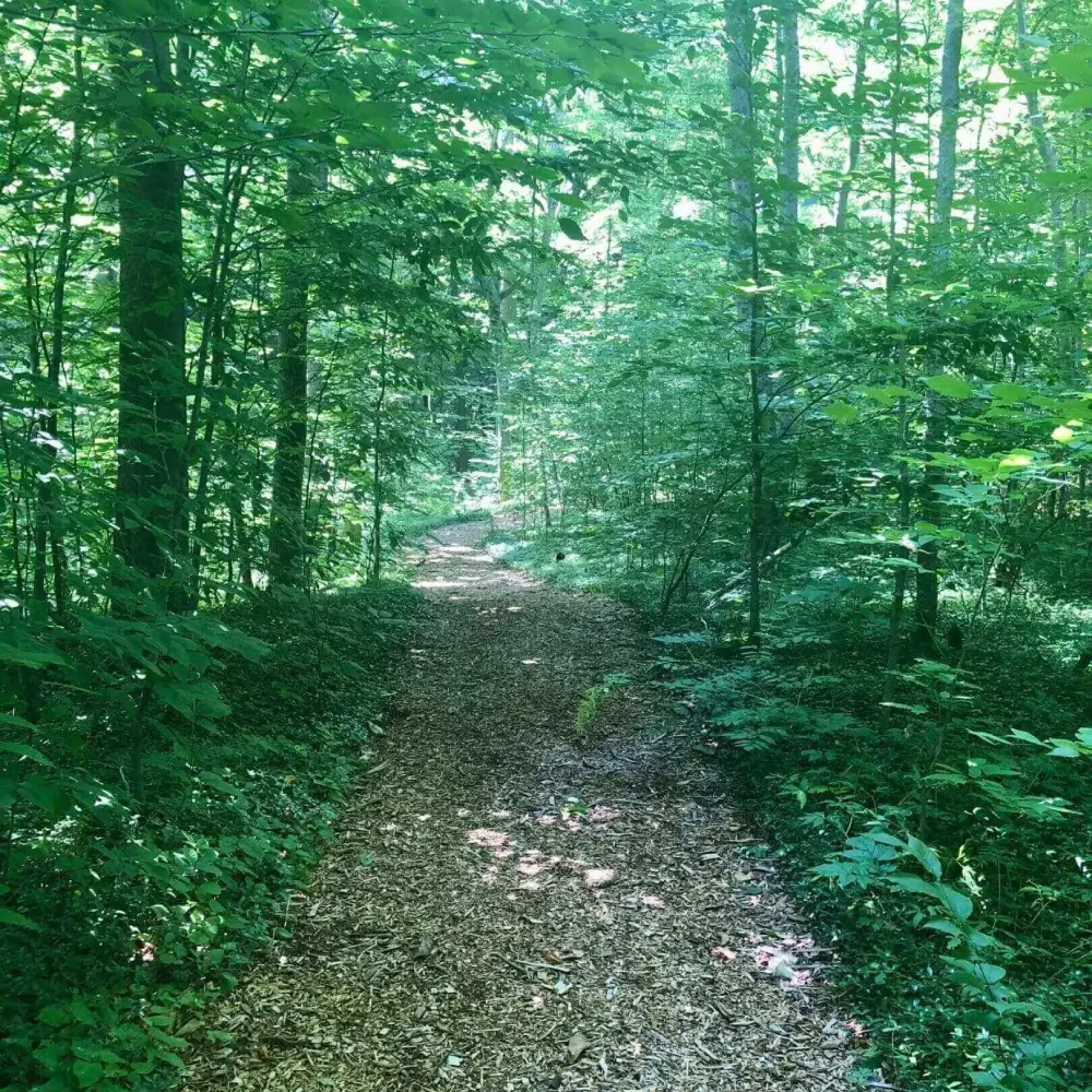 Forest path in early fall—hero image for a blog on reframing the midlife ‘crisis’ as renewal.