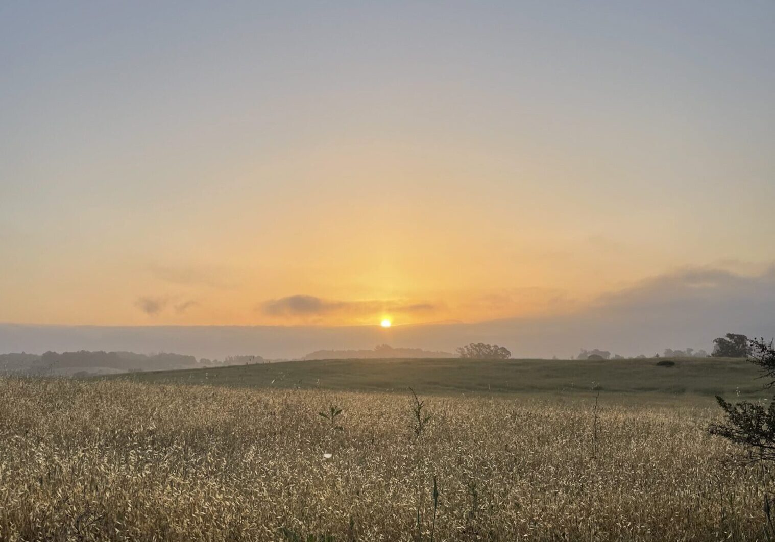 Sunrise over a grassy field landscape.