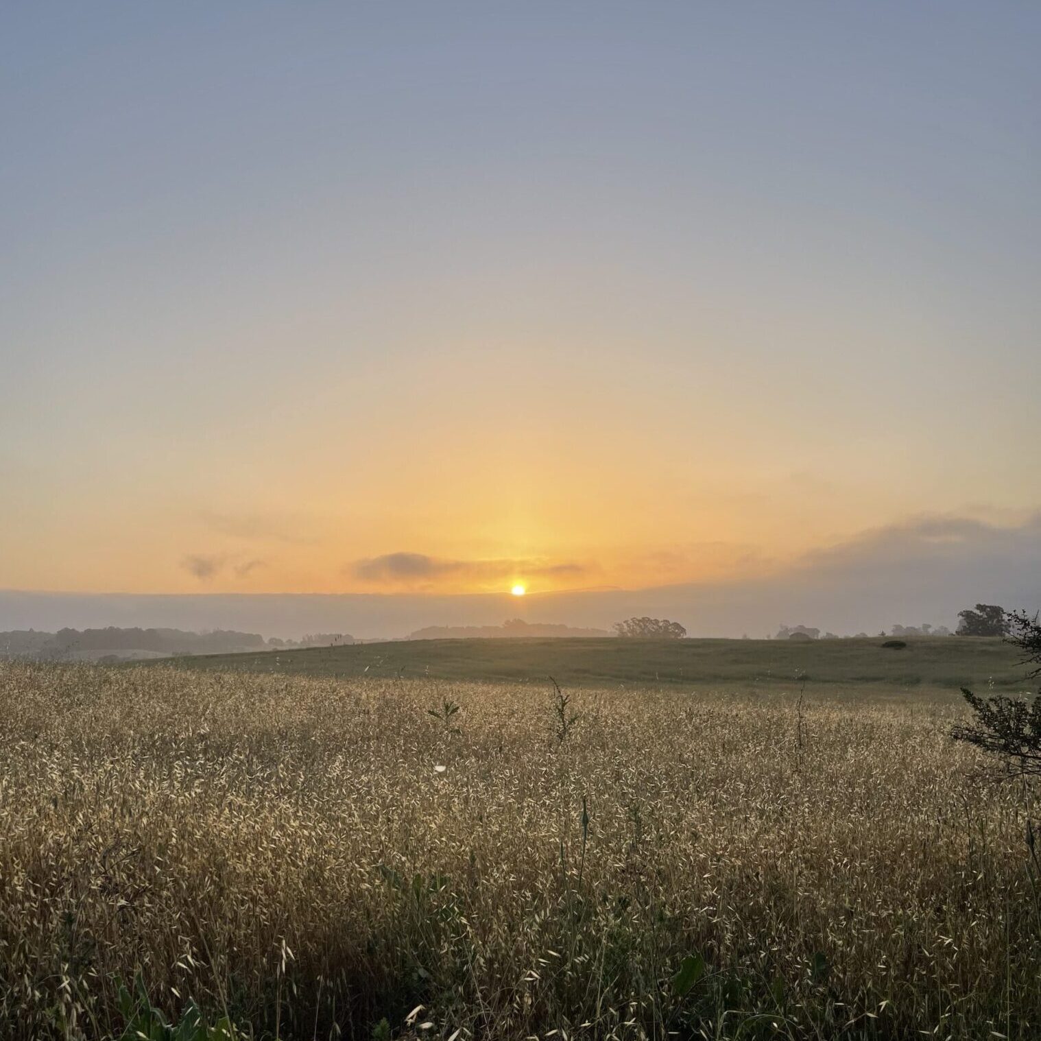 Sunrise over a grassy field landscape.