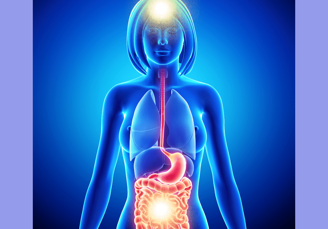 Illustration of a female body with glowing gut and brain, representing the gut–brain connection in midlife health.