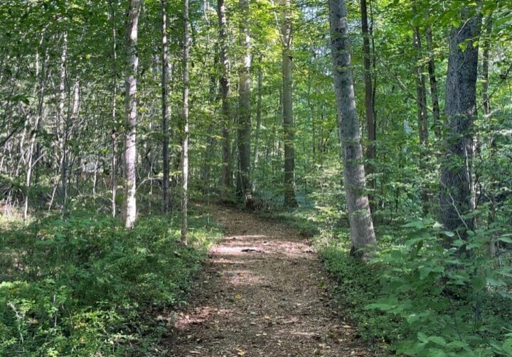 Forest trail surrounded by green trees with sunlight filtering through, representing forest bathing and calming the nervous system in midlife