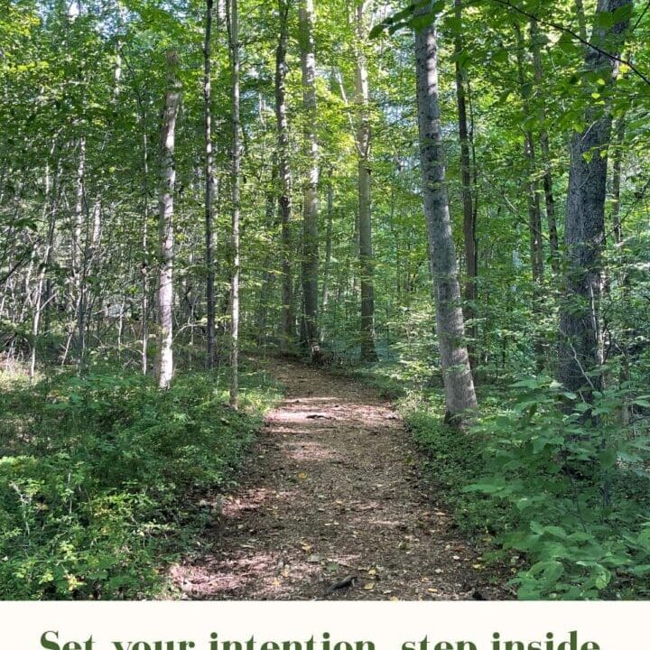 Forest trail surrounded by green trees with sunlight filtering through, representing forest bathing and calming the nervous system in midlife